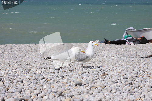 Image of portrait of a seagull on shingle beach