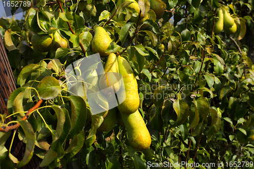 Image of pear trees laden with fruit in an orchard in the sun