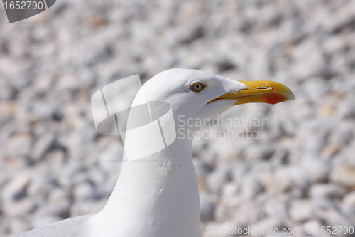 Image of portrait of a seagull on shingle beach