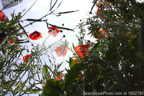 Image of Poppies in perspective against a background of blue sky