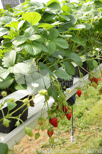 Image of culture in a greenhouse strawberry and strawberries