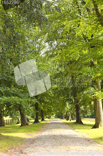 Image of tree-lined road in the spring in the countryside