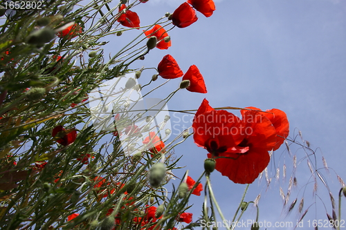 Image of Poppies in perspective against a background of blue sky
