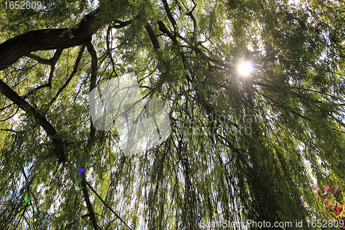 Image of large trees in the garden of Monet at Giverny