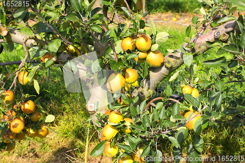 Image of apple trees loaded with apples in an orchard in summer