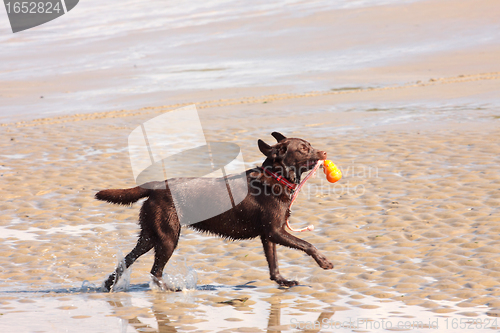 Image of brown labrador playing on a sandy beach