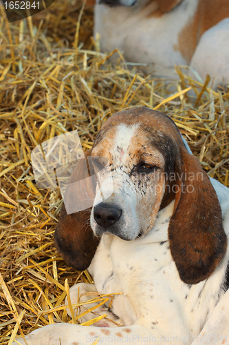 Image of head of an old hunting dog face covered with scars