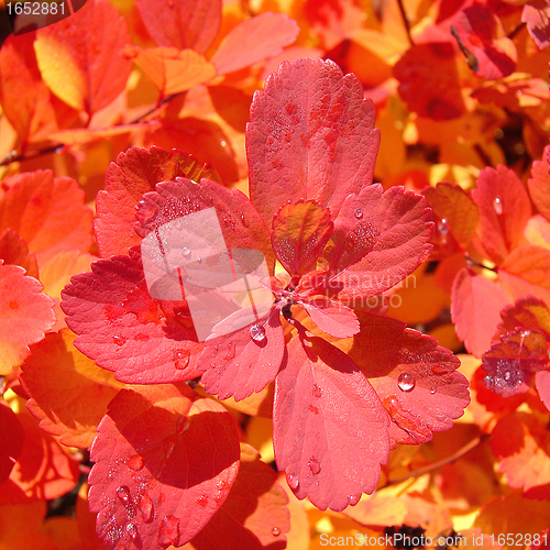 Image of Red leaves background