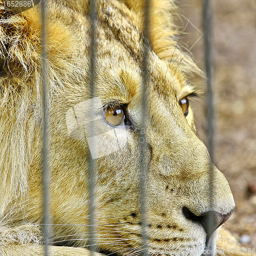 Image of  Lion in the Zoo