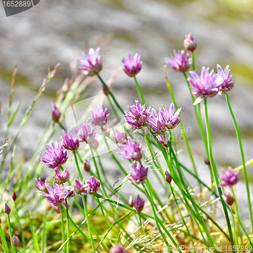 Image of  wild flowers