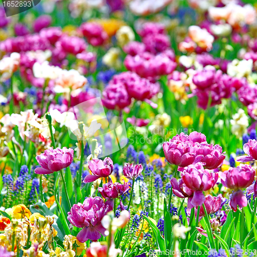 Image of  Meadow with fowers