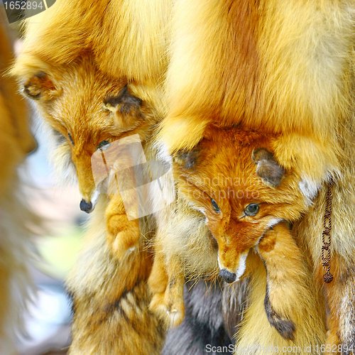 Image of  Fox fur collar sold in shop