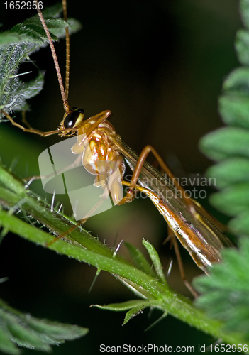 Image of Insect on a leaf