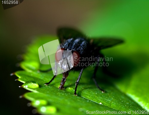 Image of Fly on a leaf