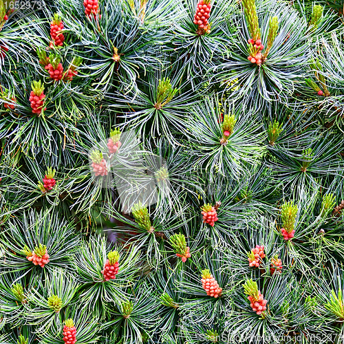 Image of  Pine with Cones natural background