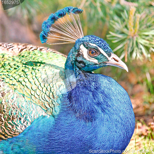 Image of  Peacock