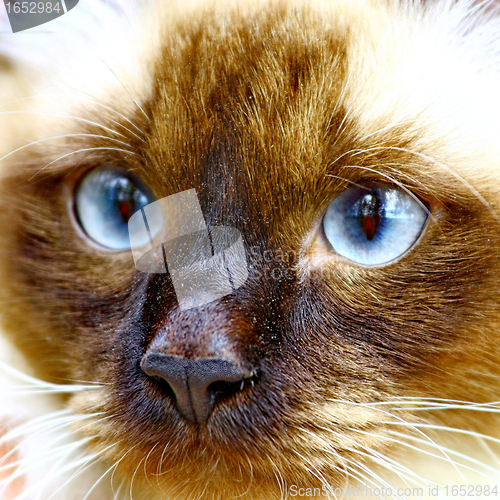 Image of  The cat with blue eyes