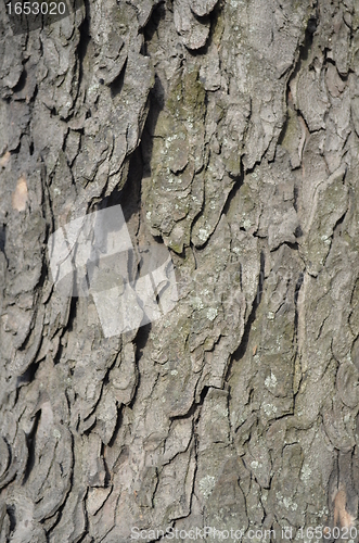 Image of Bark of a tree