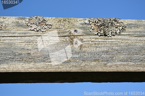 Image of Old plank with lichen