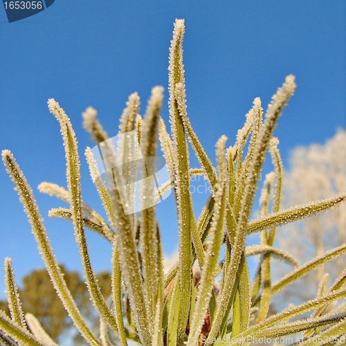 Image of Frost on Pine