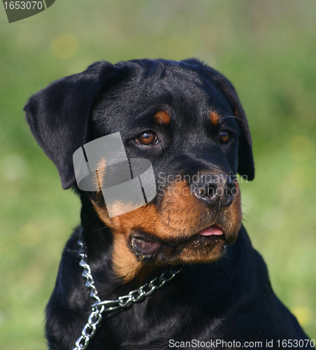 Image of puppy rottweiler