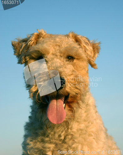 Image of fox terrier