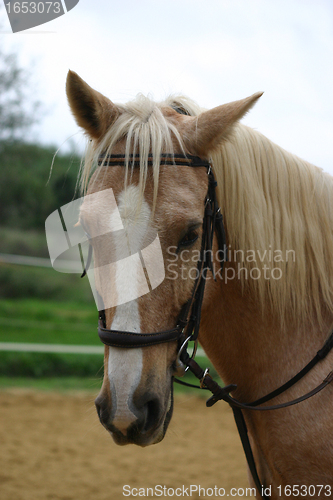 Image of palomino