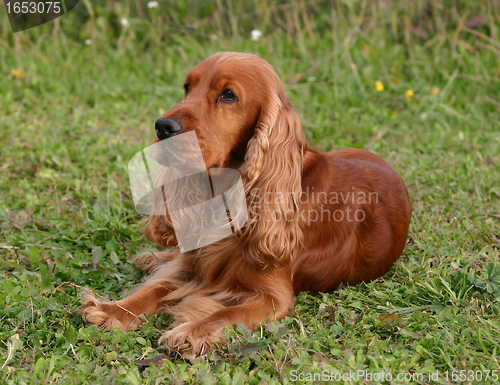 Image of cocker spaniel