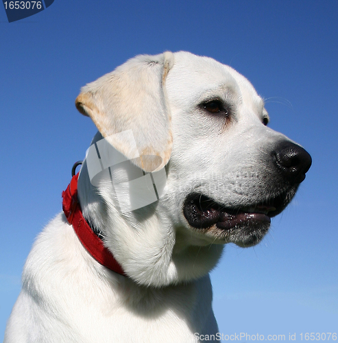 Image of labrador retriever