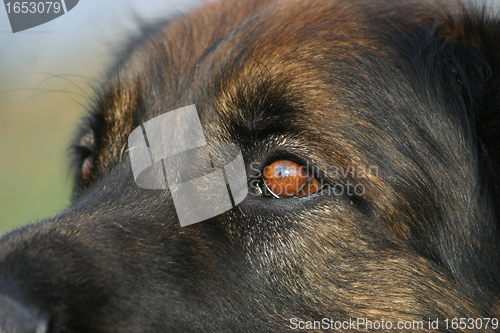 Image of eyes of leonberger