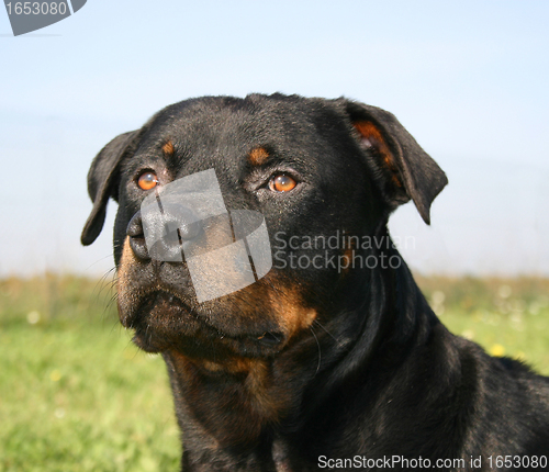 Image of rottweiler