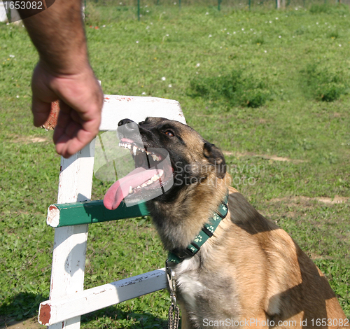 Image of biting malinois