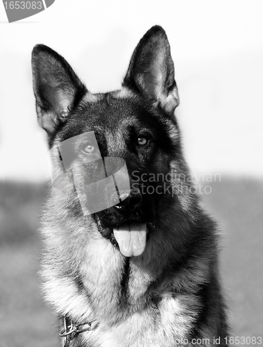 Image of german shepherd