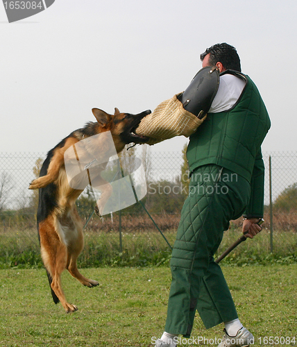 Image of german shepherd in attack