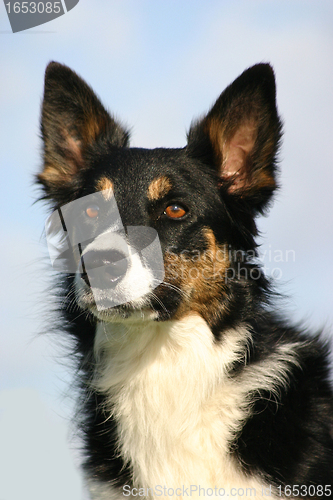 Image of border collie