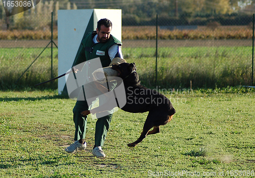 Image of rottweiler in attack