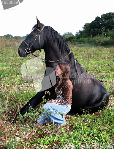 Image of sitting horse