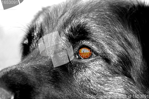 Image of eyes of leonberger