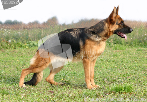 Image of german shepherd