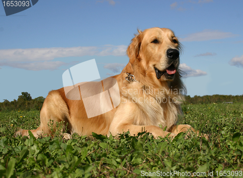 Image of golden retriever