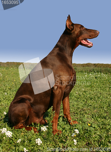 Image of doberman