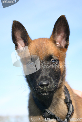 Image of puppy malinois