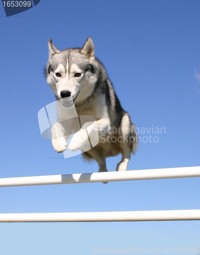 Image of jumping husky