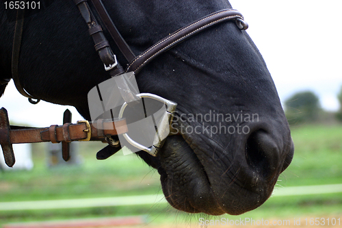 Image of bit and head of horse