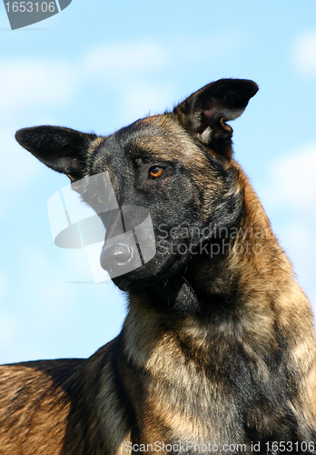 Image of malinois