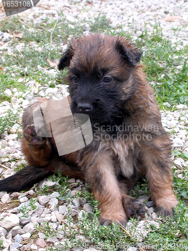 Image of puppy malinois