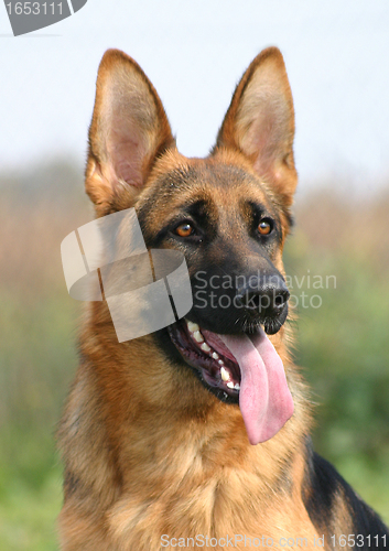 Image of german shepherd