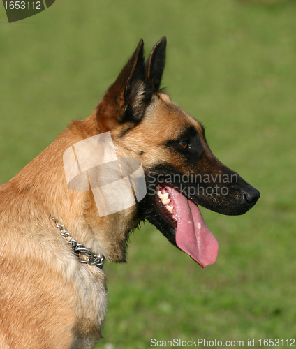 Image of malinois