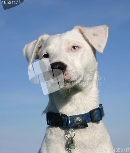 Image of jack russel terrier