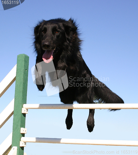 Image of jumping groenendael